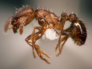 Tetramorium caespitum - Vue taxonomique