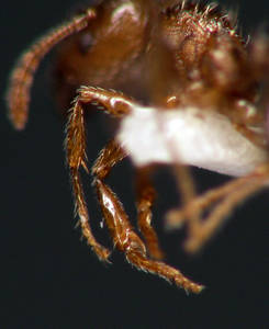 Tetramorium caespitum - Vue taxonomique