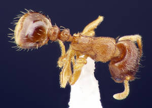 Tetramorium meridionale - Vue taxonomique