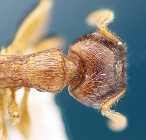 Tetramorium meridionale - dessus-pronoteum - ouvriere