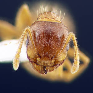 Tetramorium meridionale - Vue taxonomique