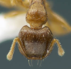 Tetramorium meridionale - occiput - ouvriere