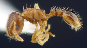 Tetramorium meridionale - Vue taxonomique